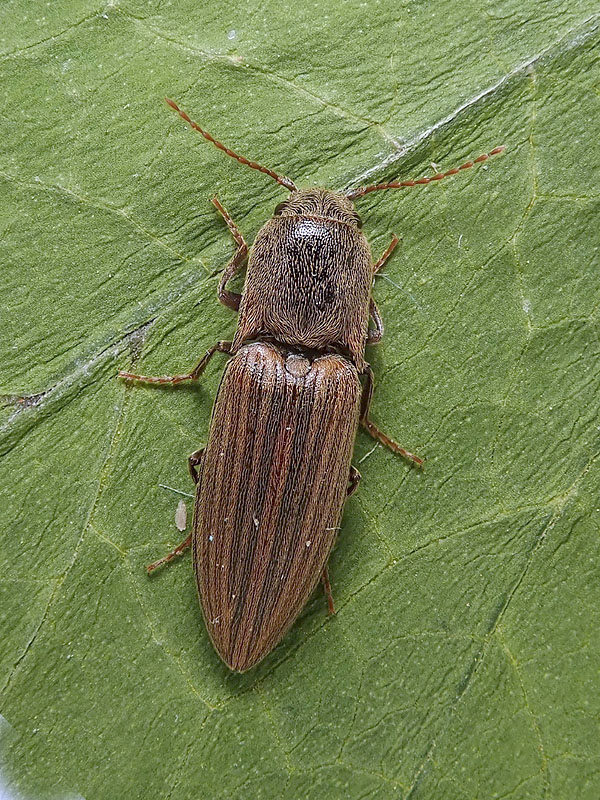 Elateridae: Agriotes lineatus? S